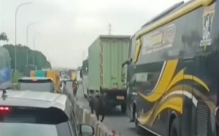 Peristiwa sapi lepas di Tol Cikampek kembali menghebohkan jagat media sosial.