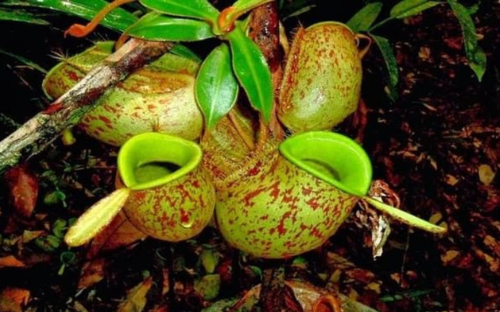Keunikan dan pesona Kantong Semar (Nepenthes) dengan kantongnya yang eksotis dan berwarna-warni. (Pinterest)
