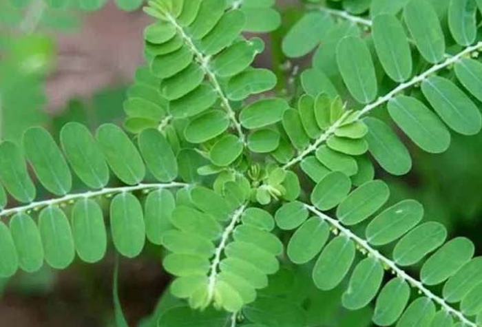 Daun meniran semakin diminati sebagai herbal untuk menjaga kebugaran dan kesehatan pria.