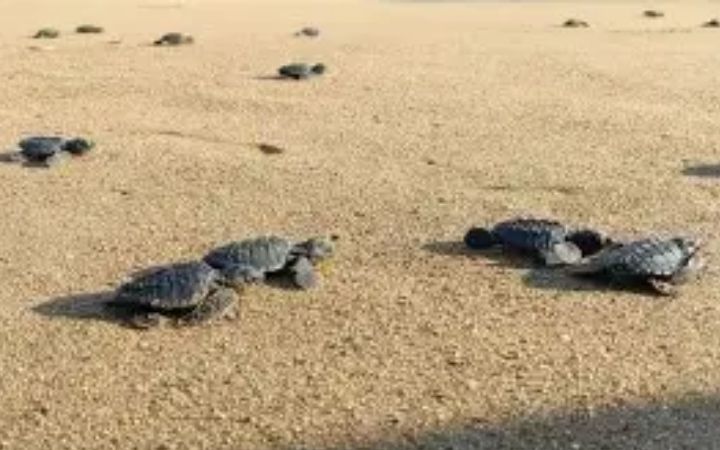 Pasir Pantai yang  basah dengan  eksotisnya penyu di salah satu wisata pantai Trenggalek, menawarkan panorama eksotis dan menjadi pilihan favorit wisatawan untuk liburan dan healing.