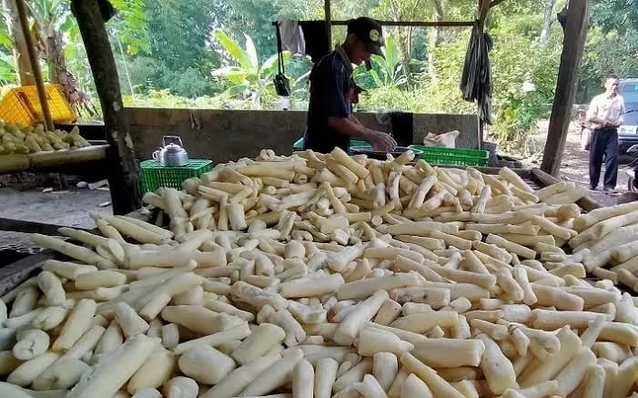 Tampak produksi tape di Desa Gador, Kecamatan Durenan, Kabupaten Trenggalek,y ang memiliki rasa khas.