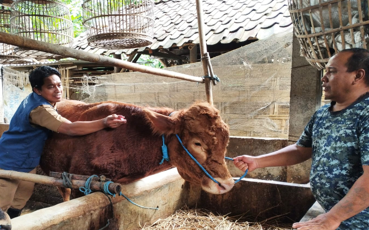 Petugas keswan dan kesmavet Trenggalek memberi suntikan pada sapi agar terhindar dari PMK.