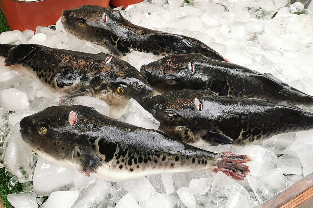 Dari ikan buntal beracun hingga keju berbelatung, inilah deretan makanan dan bisnis kuliner paling berbahaya di dunia.