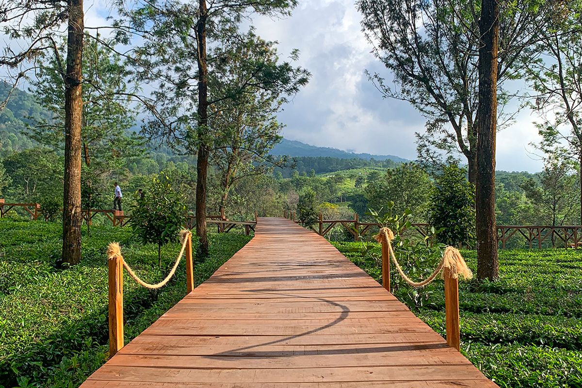 Agrowisata Gunung Mas Puncak Bogor.