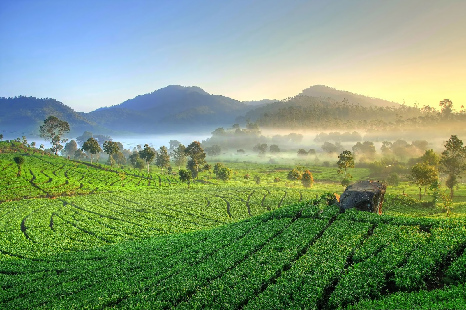 Hamparan hijau Perkebunan Teh Rancabali Ciwidey, Bandung Selatan