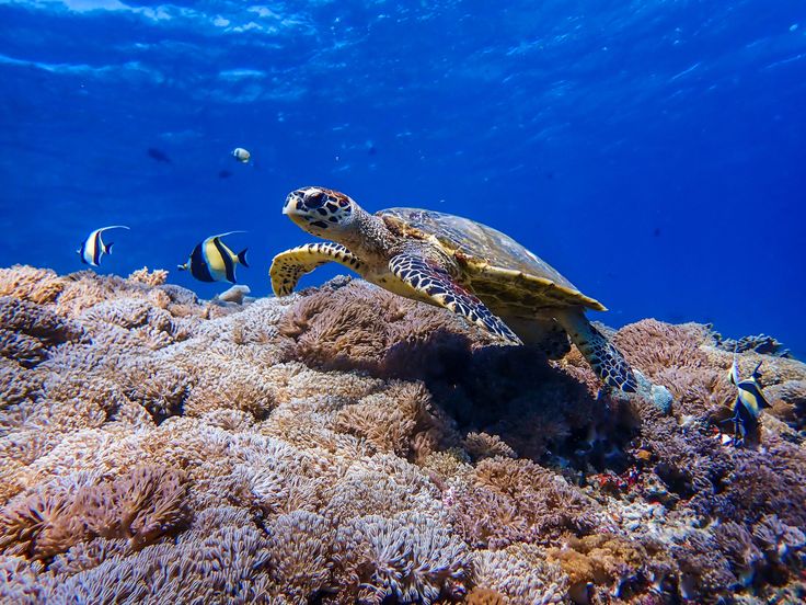Keindahan ikan laut Indonesia menyimpan ribuan spesies menakjubkan. Dari warna memikat hingga ancaman kerusakan laut, simak ulasannya.