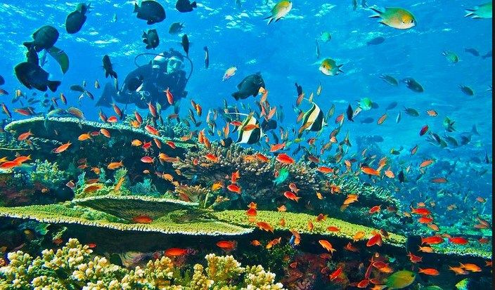 Keindahan bawah laut Banda Neira dikenal sebagai surga bahari Maluku Tengah dan spot diving terindah kedua di Indonesia.