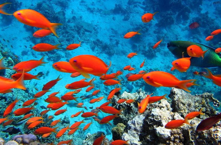 Keindahan bawah laut terbaik di dunia ada di Indonesia, pusat mega keanekaragaman hayati laut yang kaya namun terancam kerusakan.