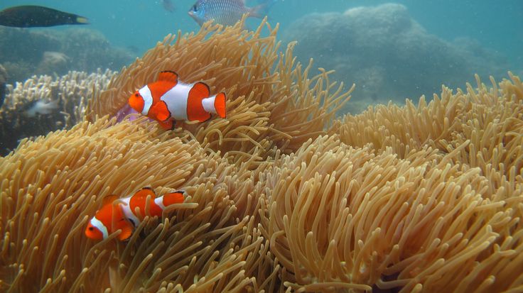 Keindahan bawah laut terbaik di dunia bisa ditemukan di Karimunjawa, dari Spot Nemo, pasir timbul Pulau Cemara, hingga sunset Menjangan Resort.