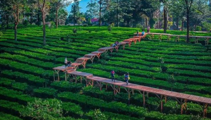 Agrowisata Gunung Mas Puncak Bogor makin seru! Ada Bombom Car, Rainbow Slide 100 m, Keranjang Sultan, hingga Tibridge G. Cek tiketnya!