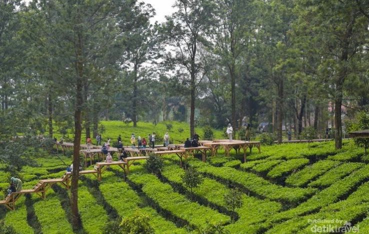 Rest Area Gunung Mas Puncak Bogor kini bisa camping! Biaya Rp30 ribu per tenda, tambah listrik Rp20 ribu. Cek info lengkapnya!