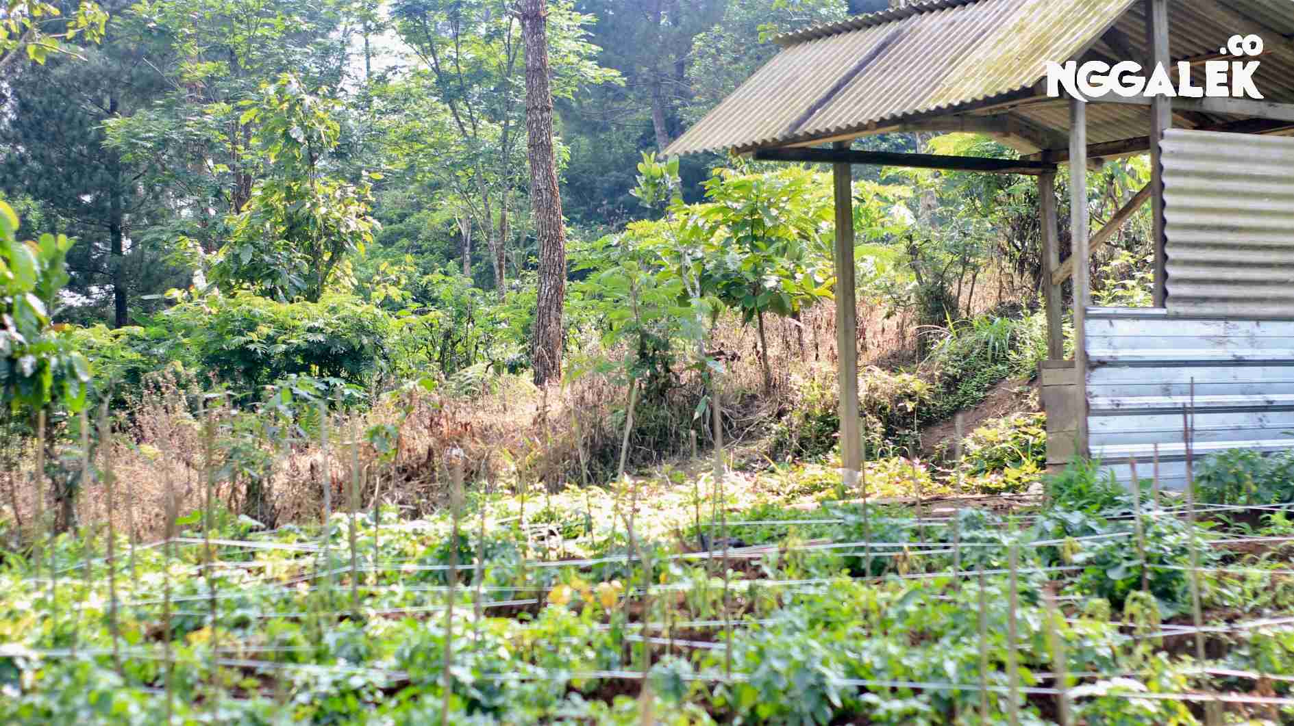 Desa Pule Trenggalek di dataran tinggi Jawa Timur punya panorama alam, Gunung Semungklung, dan wisata alam menarik lainnya.