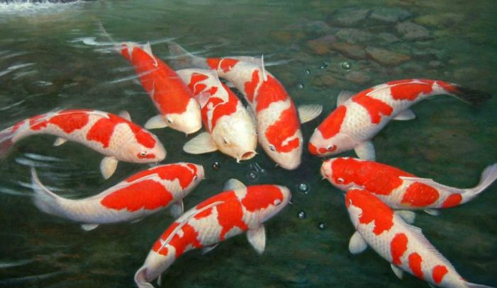Panduan memilih ikan koi kohaku berkualitas, dari harga murah hingga kelas kontes, berdasarkan edukasi langsung dari Pak Socan.