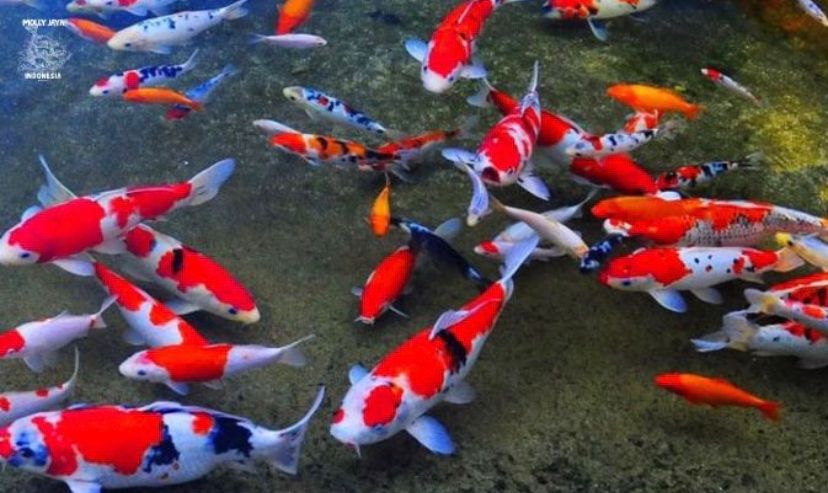 Bongkar Rahasia Sortir Ikan Maskoki: Beda Harga Rp50 Ribu hingga Rp1,5 Juta, Ini Penentu Kualitasnya