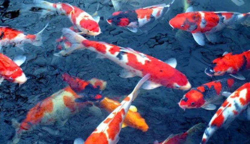 Bingung pilih Mega Jumbo Guba atau Mega Jumbo Grow? Ini perbedaan fungsi, protein, dan efeknya untuk pertumbuhan ikan koi.