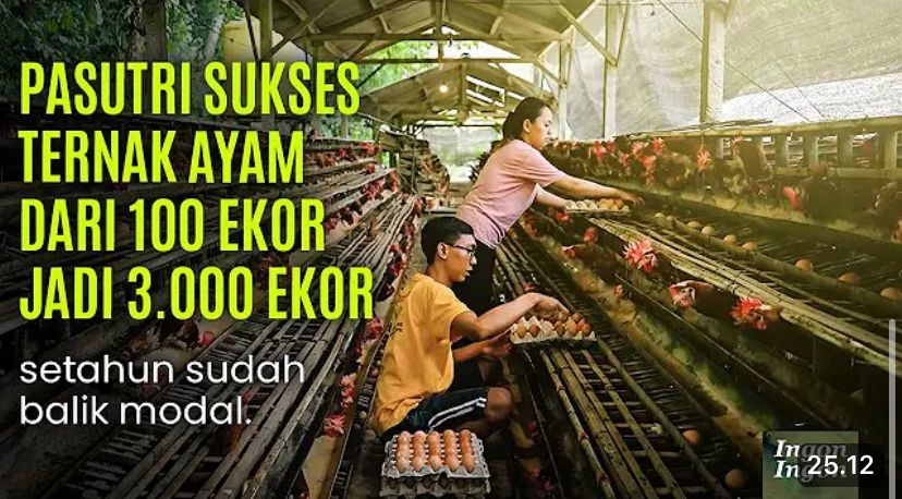 Kisah Yoga, peternak ayam petelur Blitar yang bangkit dari kegagalan, wabah penyakit, hingga sukses mengelola ribuan ayam.