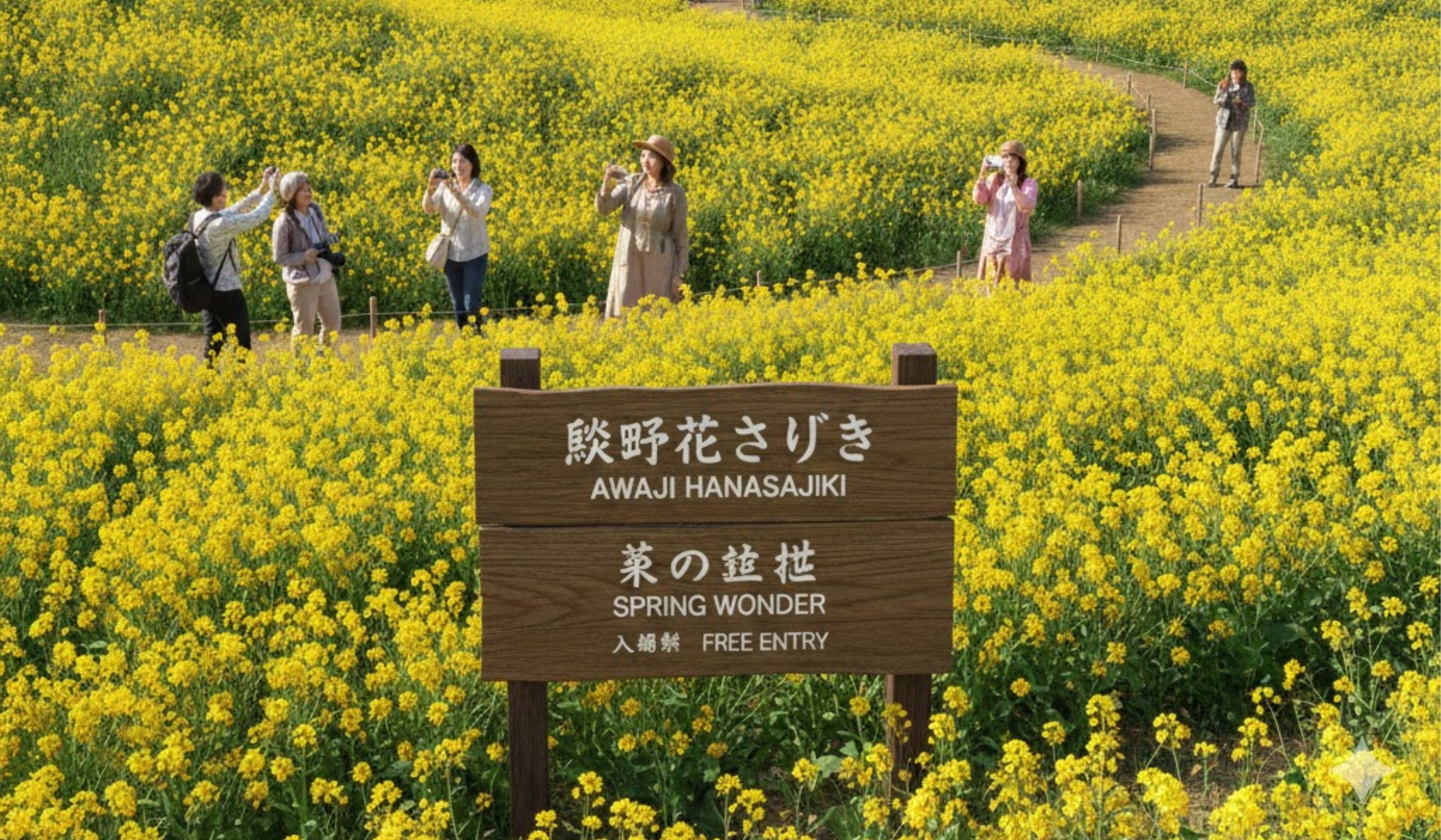 Ladang bunga nanohana di Taman Awaji Hanasajiki Jepang jadi primadona wisata musim semi, hamparan kuning luas dan gratis untuk pengunjung.