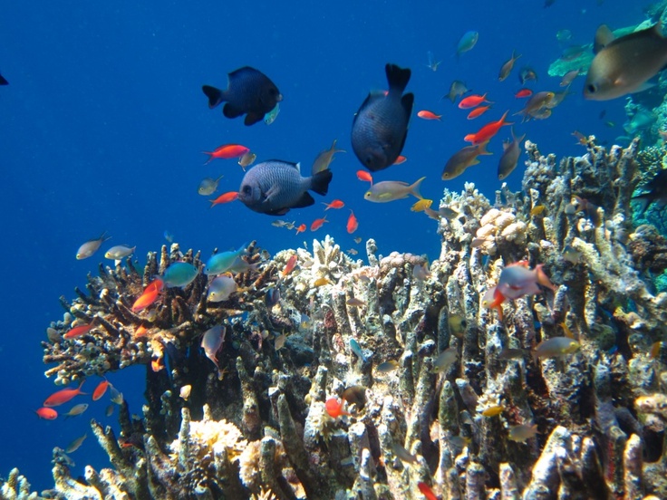 Open Trip Karimunjawa 3 hari 2 malam murah, lengkap dengan snorkeling hiu, sunset Tanjung Gelam, dan fasilitas all-in.