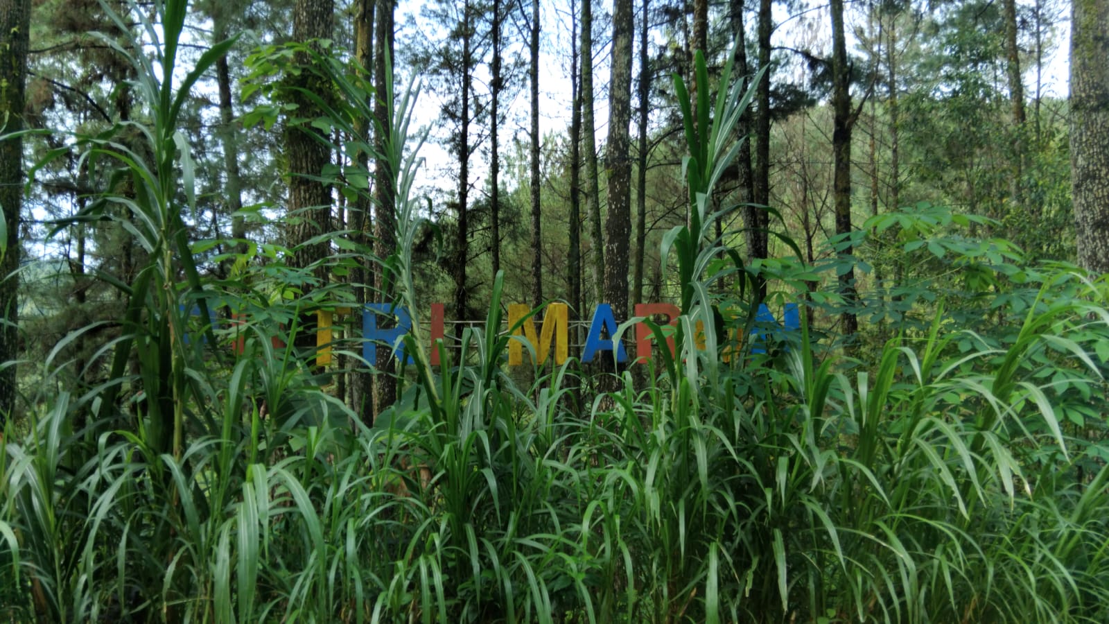 Wisata Putri Maron yang dulu ramai kini kembali ke asalnya menjadi hutan yang hijau dan alami penuh vegetasi