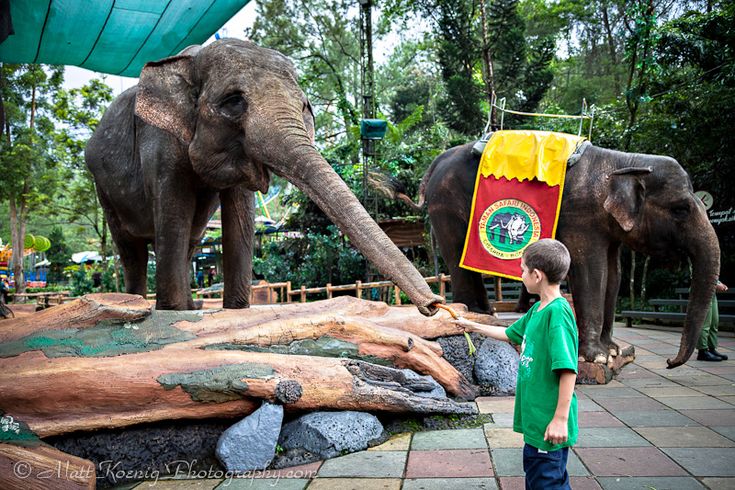 Kampung Gajah Wonderland Bandung kini terbengkalai. Dari wisata legendaris kelas atas berubah jadi kota mati dengan aura angker. Pinterest