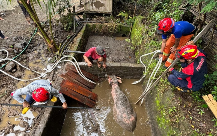 DRAMATIS: Personel damkar melakukan evakuasi kerbau yang tercebur di septic tank.