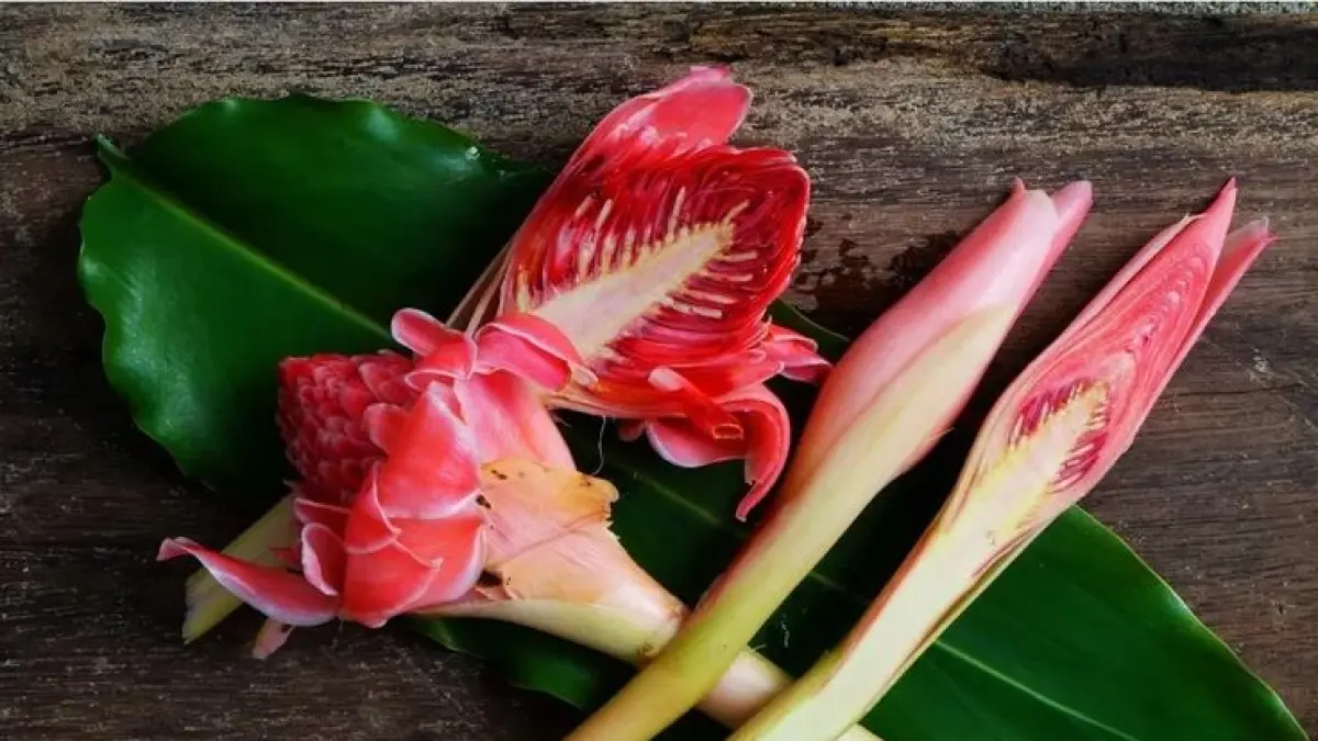 21 tanaman liar yang bisa dimakan seperti genjer hingga kecombrang kaya nutrisi dan mudah ditemukan di sekitar kita.