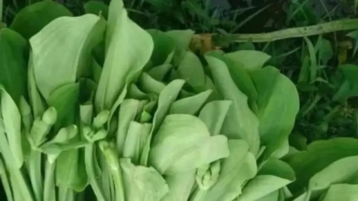 21 tanaman liar yang bisa dimakan seperti genjer hingga kecombrang ternyata kaya nutrisi dan mudah ditemukan di sekitar kita.
