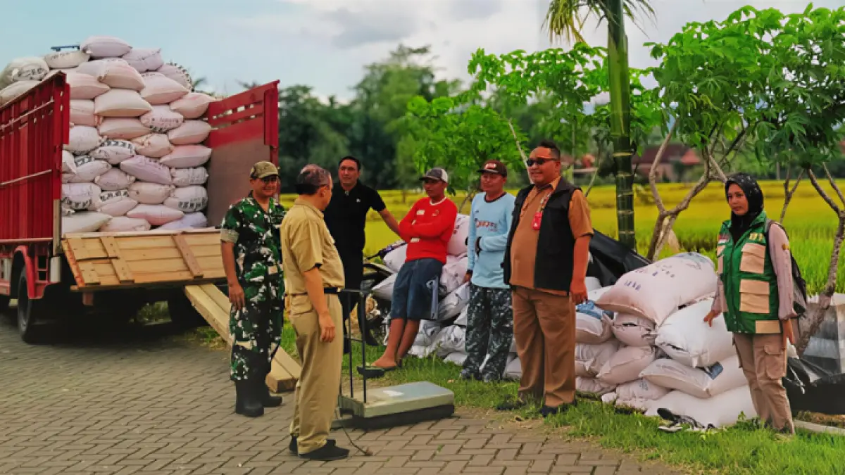 Gerak Cepat: Harga Gambah Turun, Dispertapan Serap Gabah Petani Untuk Stabilkan Harga. 