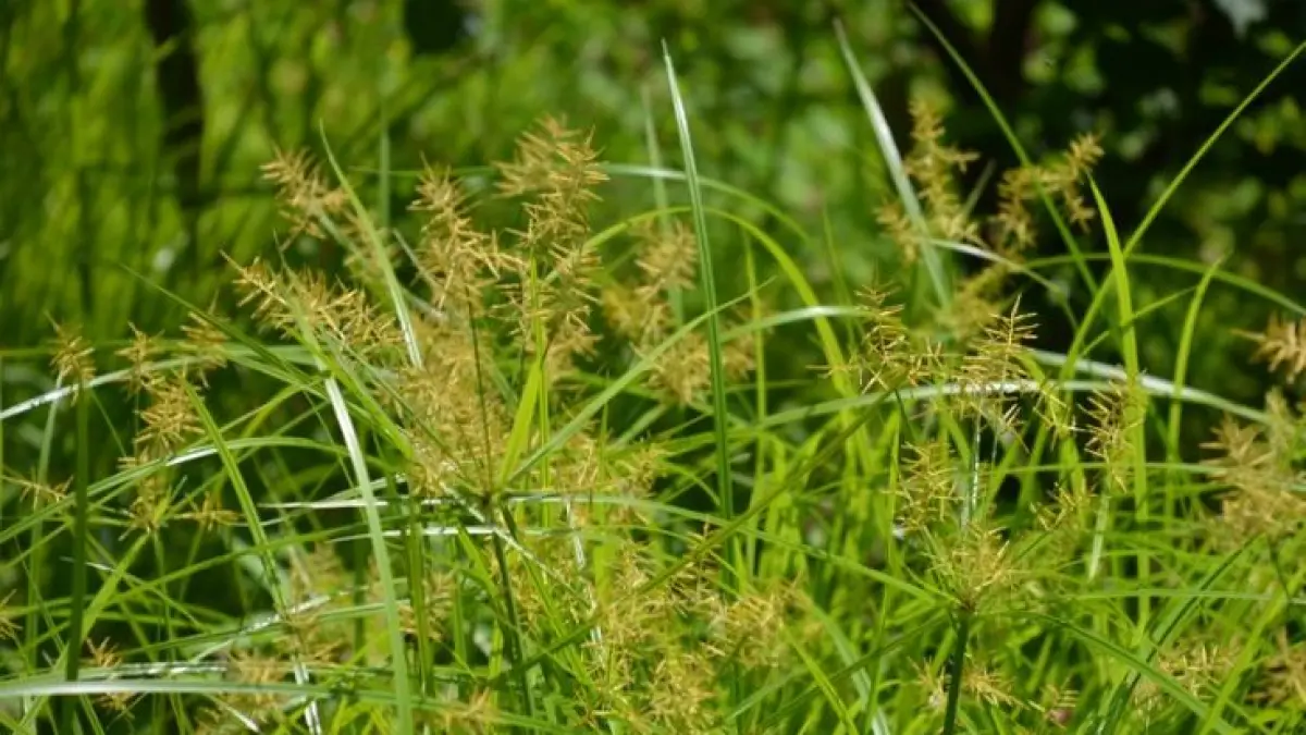 Tanaman liar berkhasiat untuk kesehatan seperti meniran hingga rumput teki punya manfaat besar, tapi harus dikonsumsi bijak.