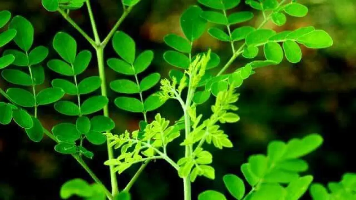 Tanaman pengganti daging berprotein tinggi seperti lamtoro dan kelor jadi solusi murah dan sehat saat harga daging mahal.