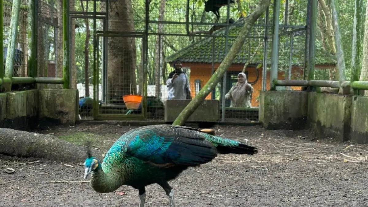 INOVASI: Disparbud Trenggalek buka wisata pengamatan burung di hutan kota. Koleksi burung-burung untuk menarik pemikat peminat pengunjung. (AMALIA RIZKY/RADAR TRENGGALEK)
