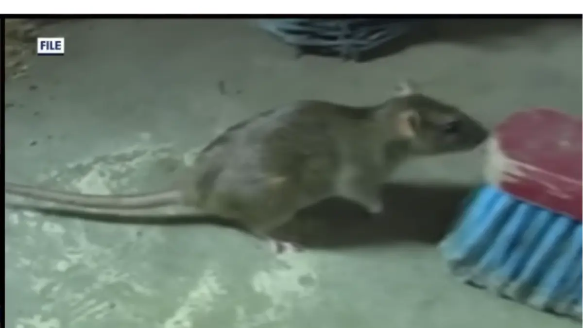 Tikus menjadi hewan utama penyebar hantavirus yang kini dikaitkan dengan wabah misterius di kapal pesiar Atlantik. Virus mematikan ini dapat menular lewat kotoran dan urine tikus. 
(YT. FOX 35 Orlando)