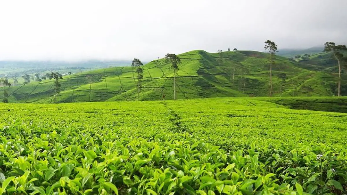 Wisata Kebun Teh Ciater Subang viral karena hidden gem gratis, cafe Instagramable, camping murah dan panorama alam memukau. (Pinterest.com)