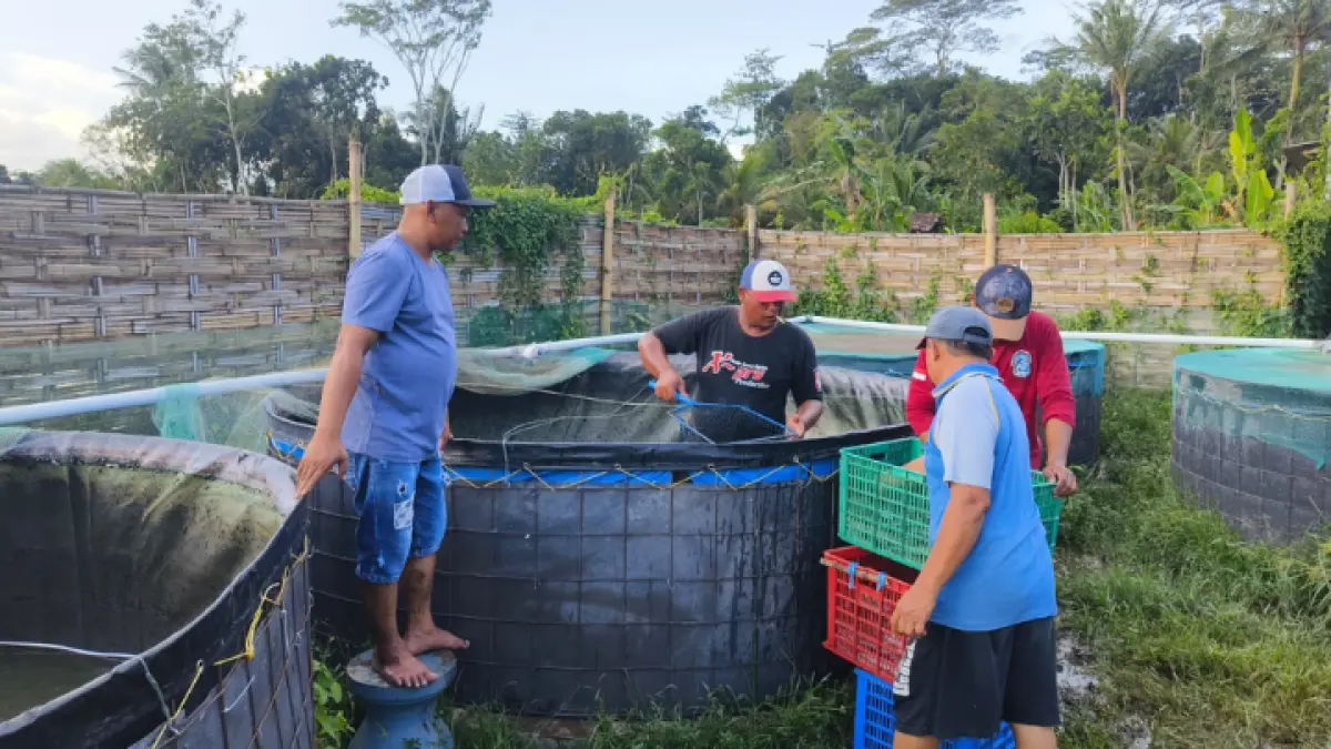 POTENSI: BUMDes Desa Widoro, Kecamatan Gandusari, kembangKan budi daya lele dan patin untuk perkuat sektor ketahanan pangan. (GUNAWAN/RADAR TRENGGALEK)