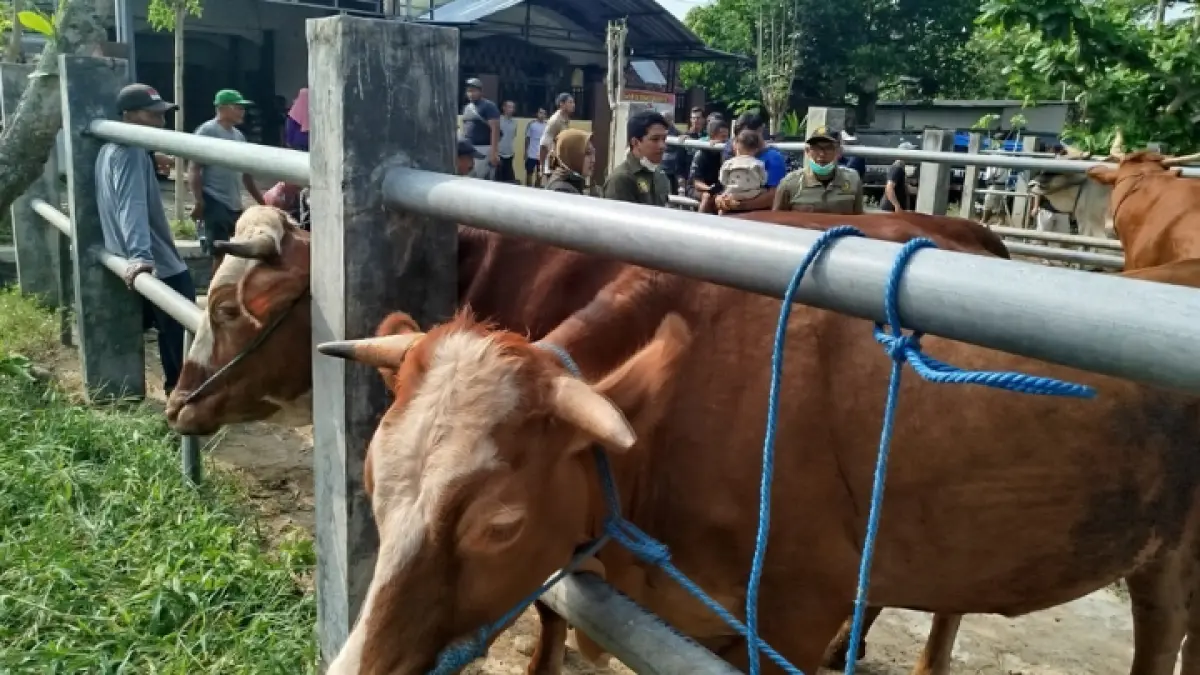 TERBATAS: Sapi siap untuk kurban yang dijual di Pasar Hewan yang harganya naik signifikan. (ZAKI JAZAI/ RADAR TRENGGALEK)