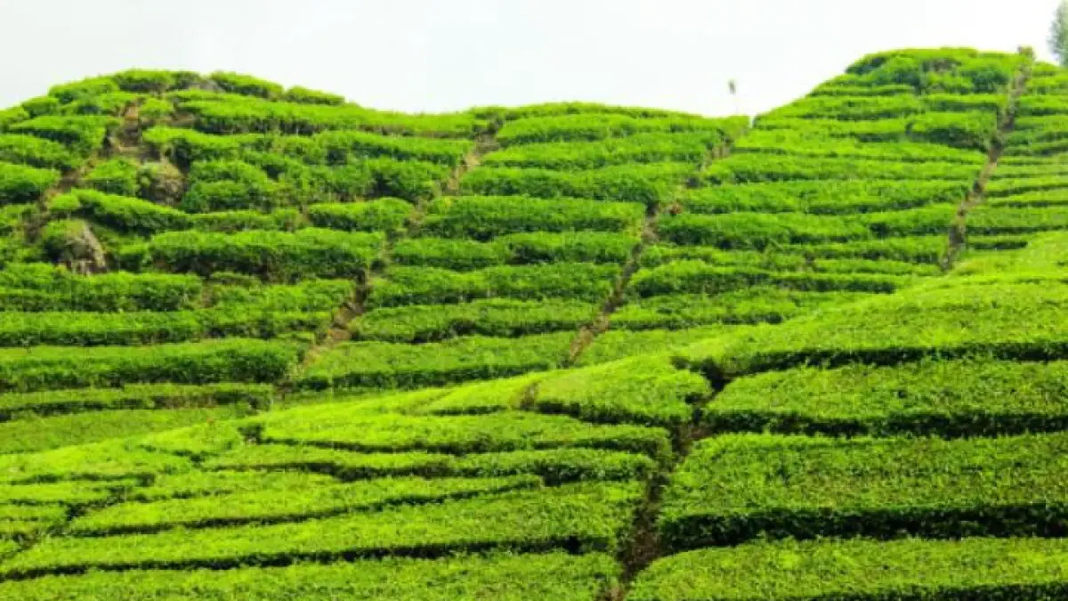 Wisata alam Bandung terbaru viral dengan panorama pegunungan, spot instagramable, dan pengalaman liburan alam yang menenangkan.