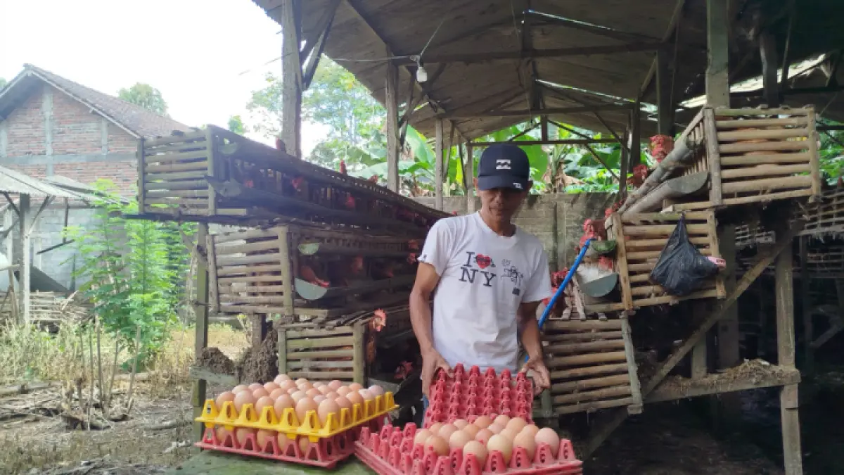 JADI SOLUSI: Peternak ayam petelur kini kebingungan lantaran harga pakan tinggi. (ZAKI JAZAI/ RADAR TRENGGALEK)