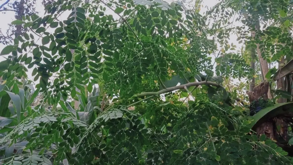 Diakui WHO sebagai daun ajaib, inilah manfaat daun kelor untuk kesehatan, mulai dari penangkal radikal bebas hingga khasiatnya untuk kecantikan kulit.