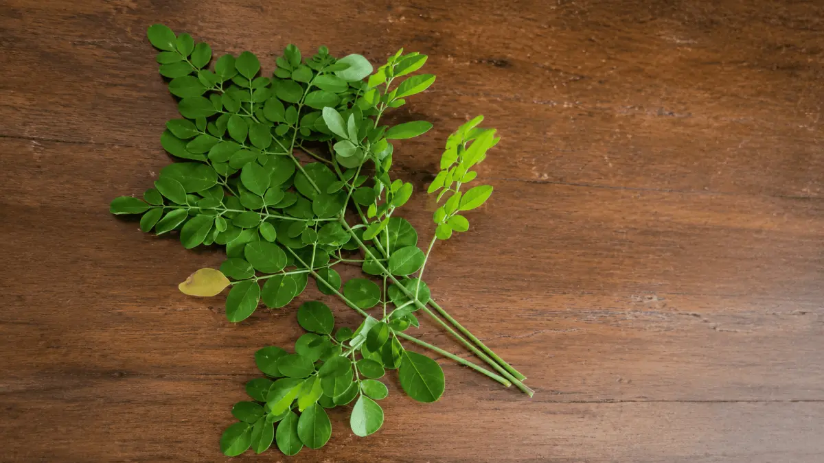 Kecil namun kaya khasiat, inilah manfaat daun kelor untuk kesehatan mulai dari atasi maag, darah tinggi, hingga cegah kanker. Simak penjelasannya!