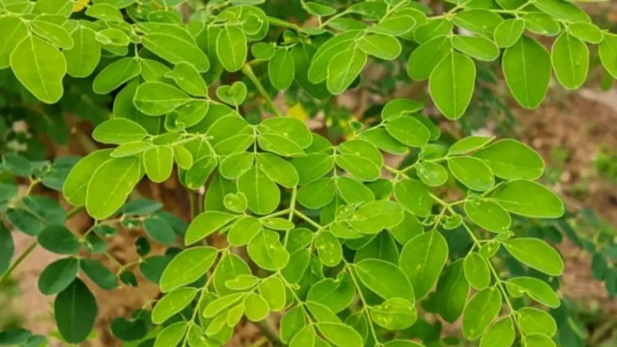 Simak manfaat daun kelor untuk kesehatan, mulai dari kontrol gula darah hingga redakan radang sendi, lengkap dengan aturan pakai agar aman dikonsumsi.