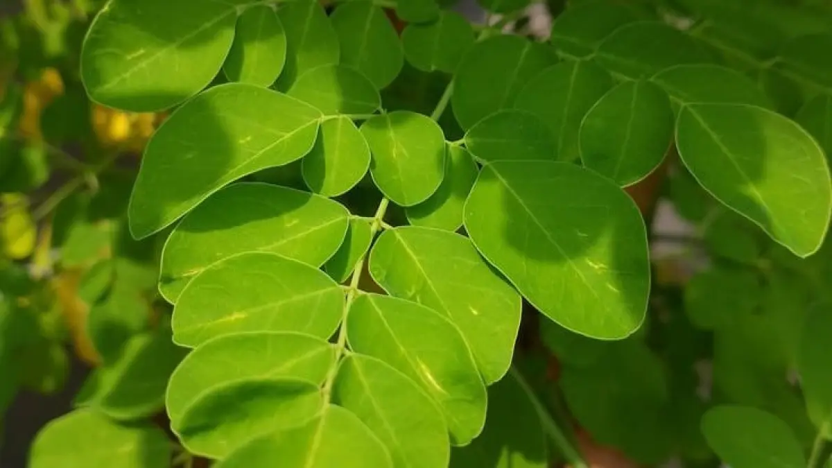 Simak ragam manfaat daun kelor untuk kesehatan, mulai dari kontrol gula darah hingga cegah kanker, serta waspadai efek samping dan interaksi obatnya.