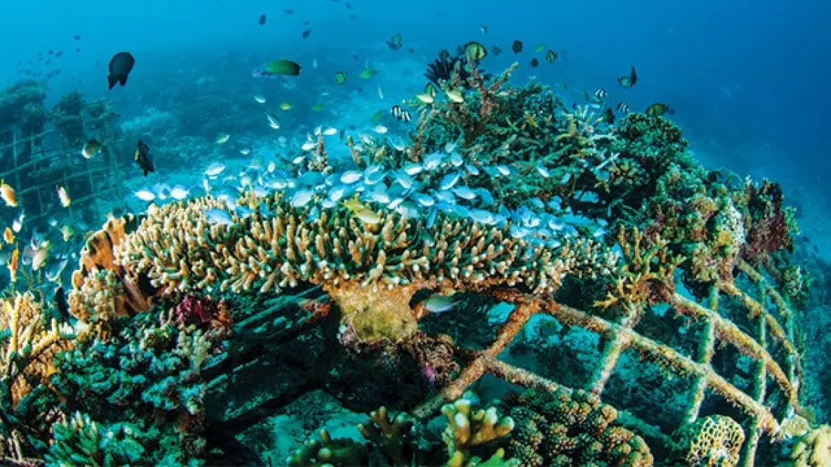 Pemuteran Bali menawarkan wisata alam, snorkeling, restorasi terumbu karang terbesar di dunia, budaya lokal, dan panorama pantai yang masih alami (Pinterest).