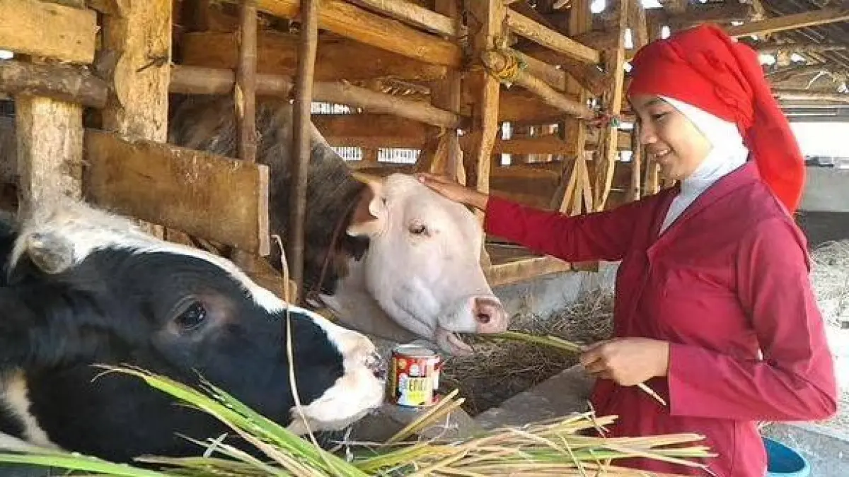 Petungan membeli sapi menurut Jawa menggunakan hitungan Suku Watu Gajah Buto berdasarkan neptu hari dan pasaran sebelum membawa pulang ternak (Pinterest).