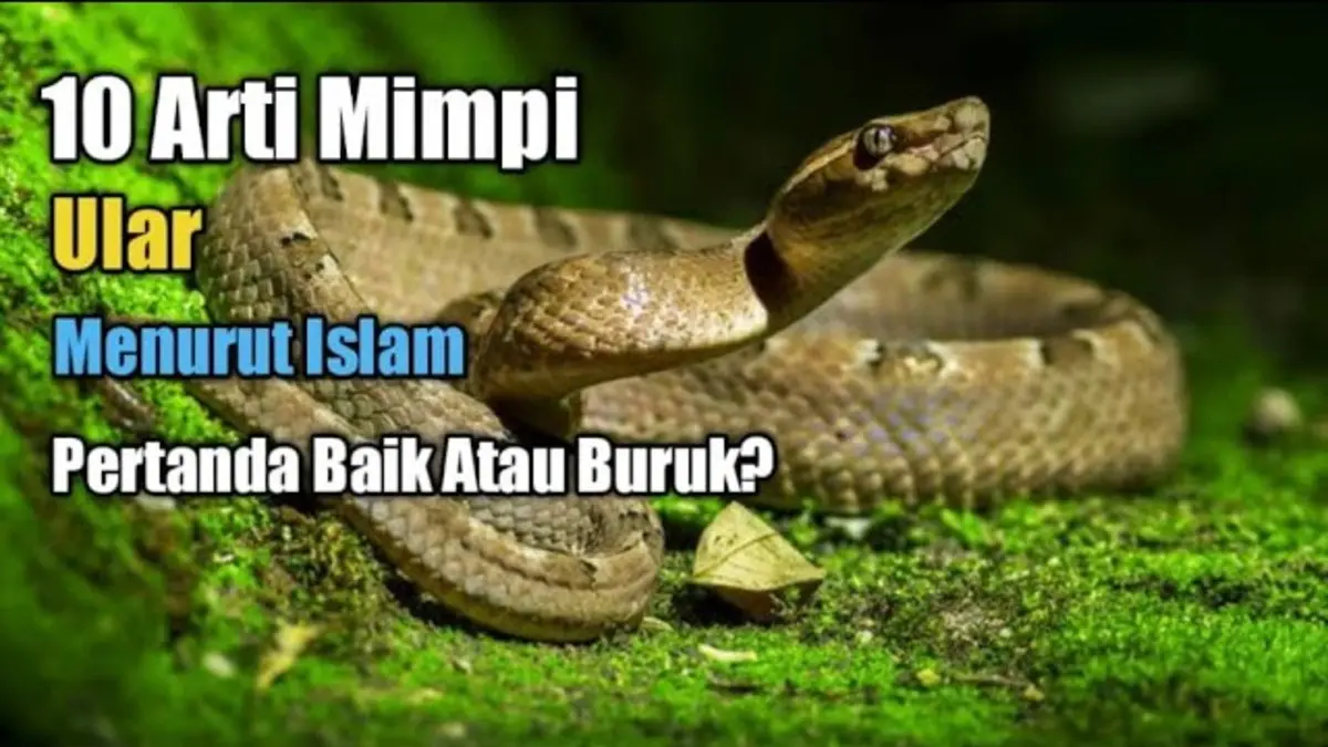 Arti mimpi ular menurut Islam ternyata tidak selalu buruk. Simak 10 tafsir mimpi ular, mulai digigit, dikejar, hingga ular masuk rumah. (Youtube. com)