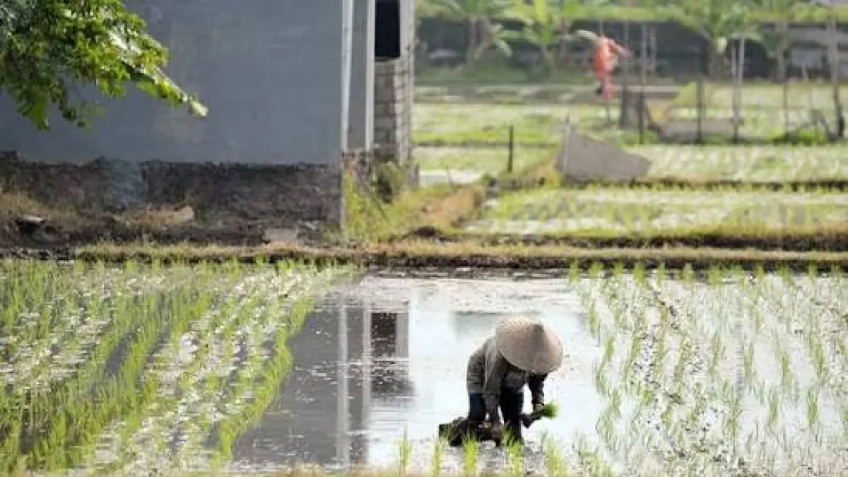 Menjaga kesuburan tanah petani modern dengan kombinasi pupuk alami dan kompos. Solusi atasi tanah gersang akibat cuaca ekstrem dan pupuk kimia.