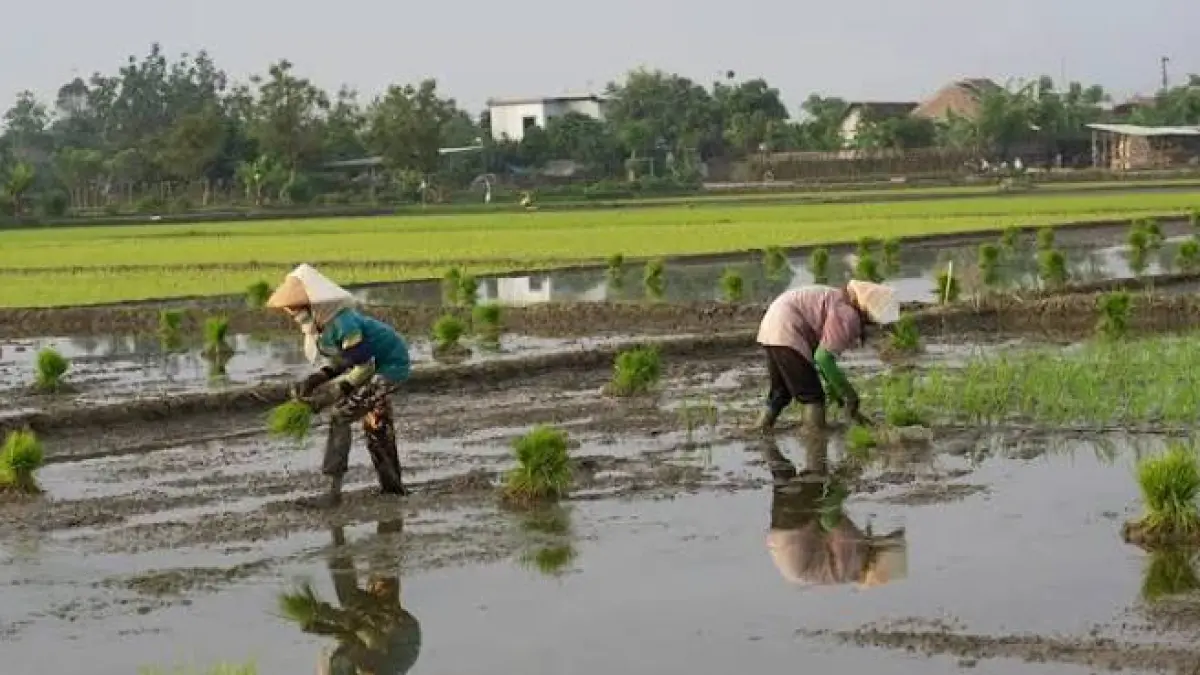  Panduan hitungan neptu hari untuk menanam sayur, tebu, dan buah menggunakan rumus Jawa. Sesuaikan weton dengan jenis tanaman agar panen melimpah.