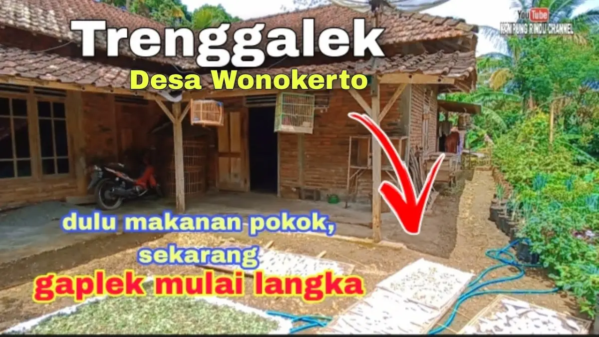  Proses pembuatan Gaplek Trenggalek tradisional di Dusun Bangun Desa Wonokerto. Melalui metode saut dan dibebak untuk bahan baku tiwul legendaris.