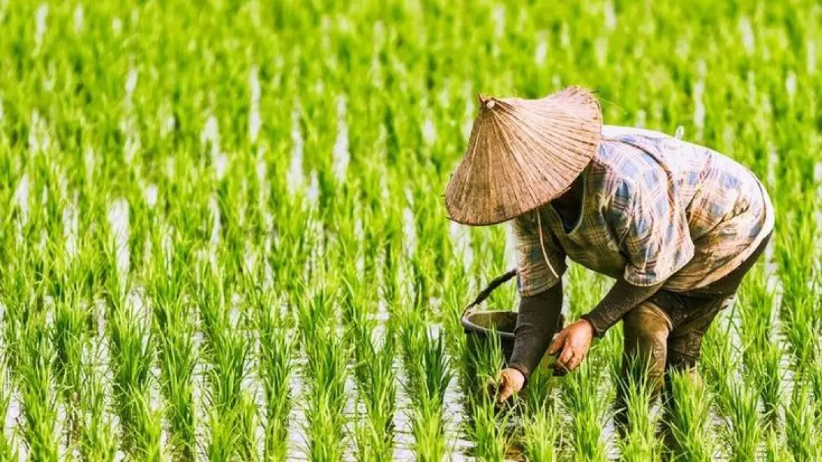 Cara mencari hari baik untuk menanam menurut pakem Jawa menggunakan perhitungan neptu oyot, wit, godong, dan woh, lengkap dengan penjelasannya (Pinterest).
