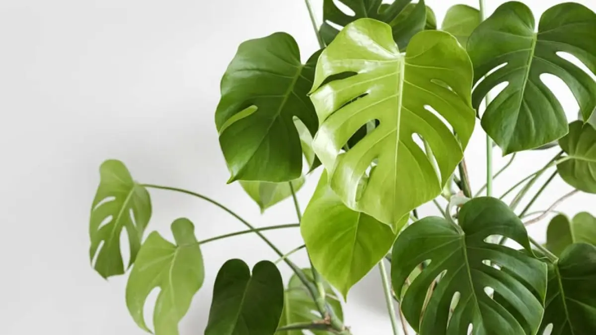 Simak 10 tanaman hias tahan di dalam rumah, mulai dari Monstera, Sansevieria, Aglaonema hingga Peace Lily lengkap dengan tips perawatannya (Pinterest)
