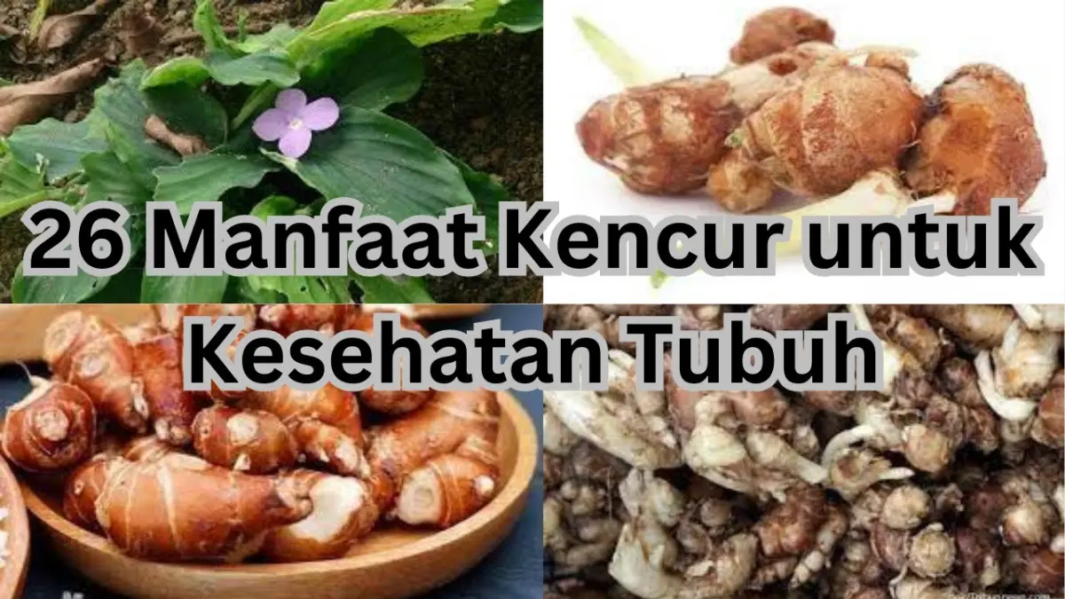 Simak 26 manfaat kencur untuk kesehatan tubuh menurut studi medis. Ampuh atasi batuk, kolesterol, maag, hingga cegah kanker secara alami!